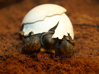 Argentinische Landschildkröte, Chelonoidis chilensis, Jungtier, Schlupf