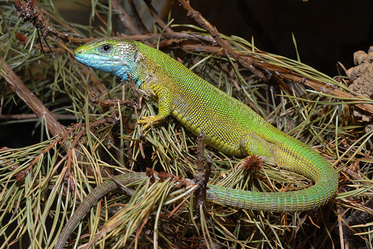 Smaragdeidechse (Lacerta viridis)