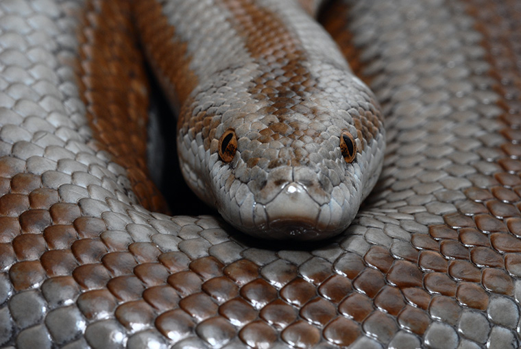 „Bambusnattern und Rosenboas im Terrarium“