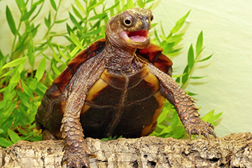 „28. Dresdner Herbsttreffen der Schildkröten – Freunde“