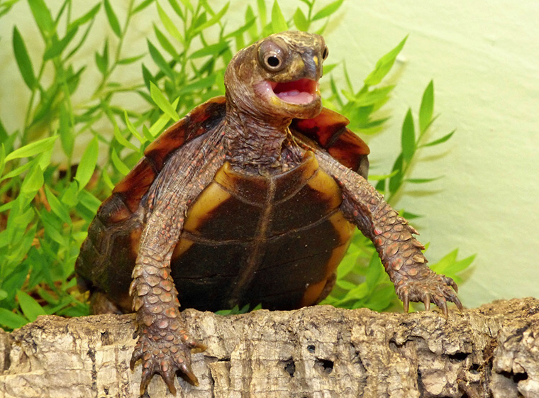 Zacken-Erdschildkröte (Geoemyda spengleri)