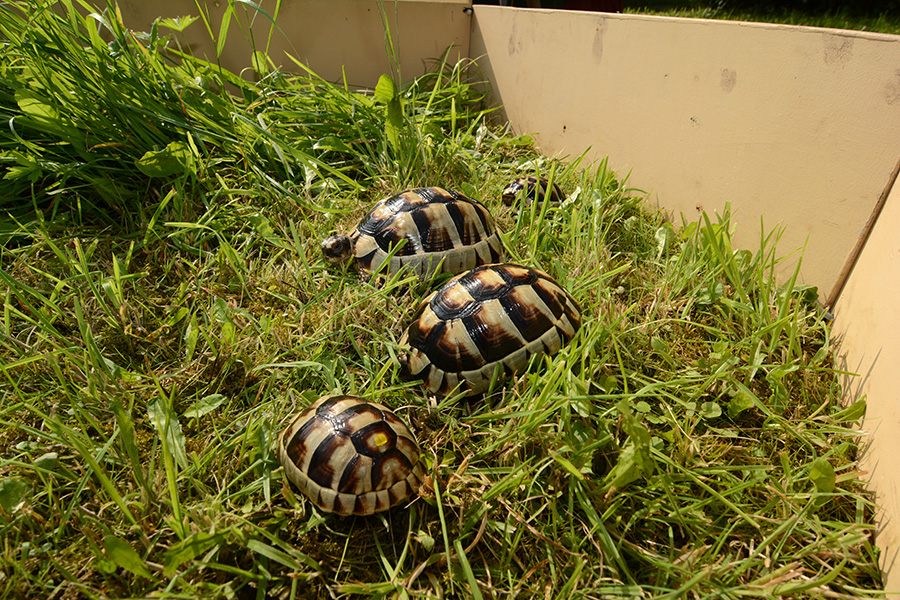 Landschildkröten, Jungtiere