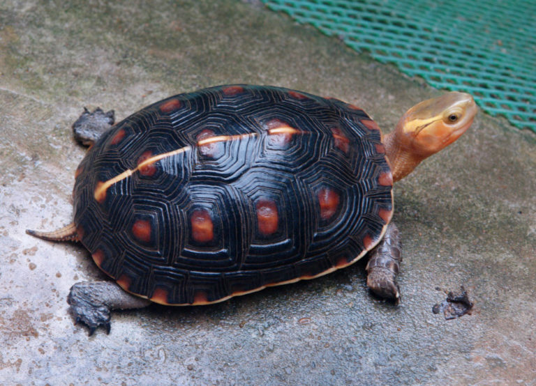 „29. Dresdner Herbsttreffen der Schildkröten – Freunde“