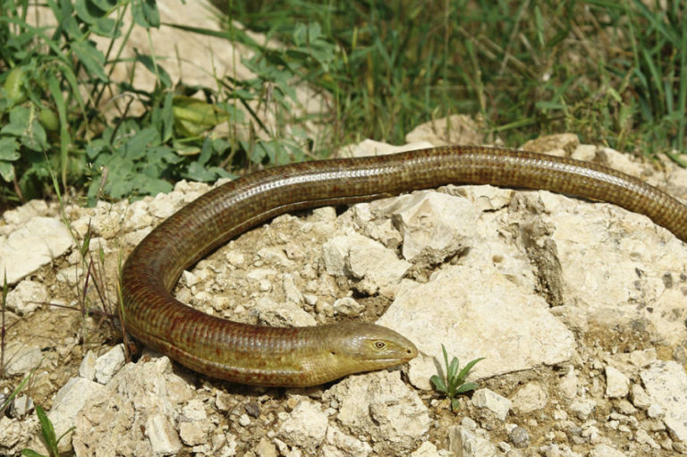Auf Reptiliensuche im Paklenica Nationalpark und Umgebung