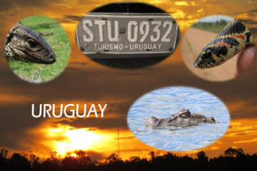 Uruguay … von Wechselwarmen, Flossenträgern und Gourmets