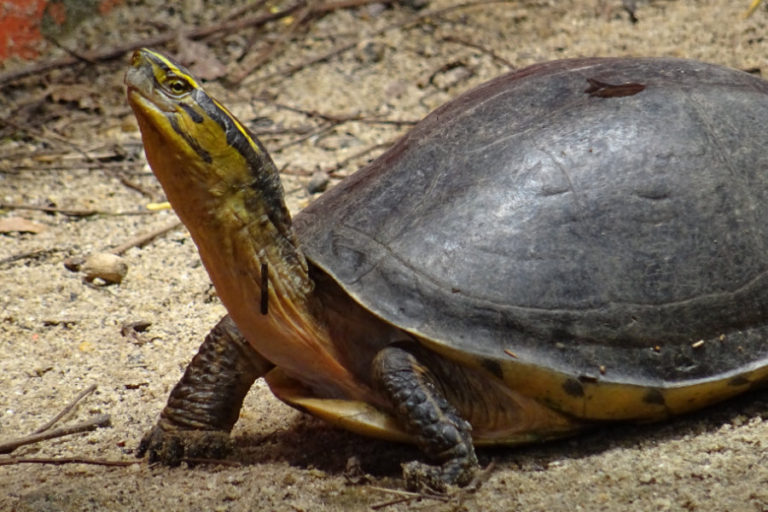 Naturbeobachtungen auf der Insel Koh Chang, Trat, Thailand