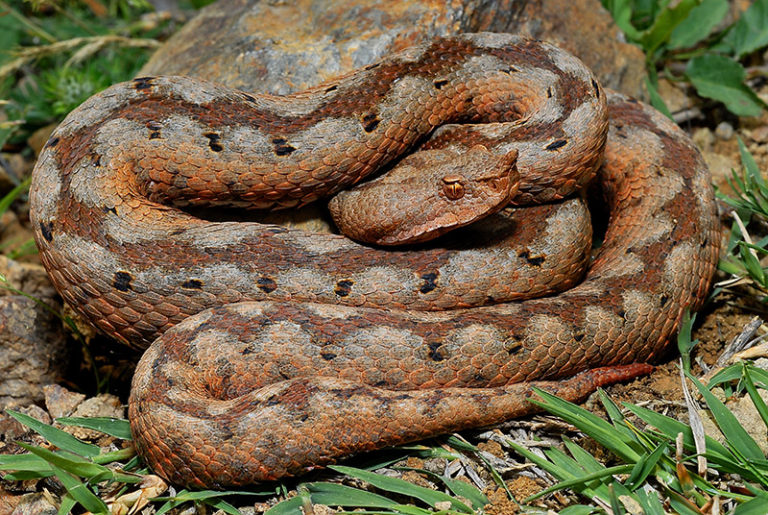 Europäische Hornotter (Vipera ammodytes)