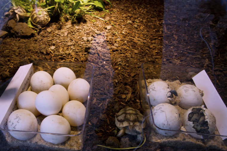 Schildkröteneier und Jungtiere, teilweise schlüpfend