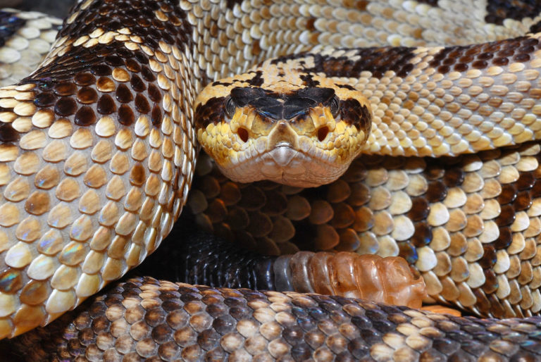 Schlangen im Fokus – Erfahrungen, Tricks und Kniffe meiner Schlangenfotografie
