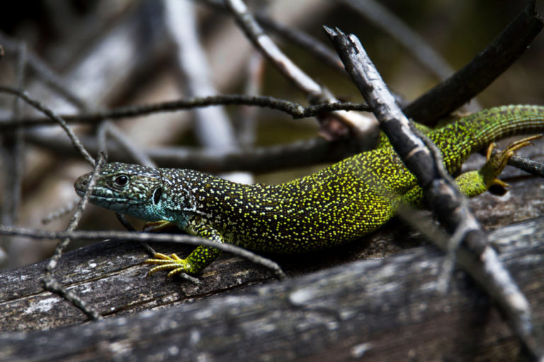 Themenabend Feldherpetologie