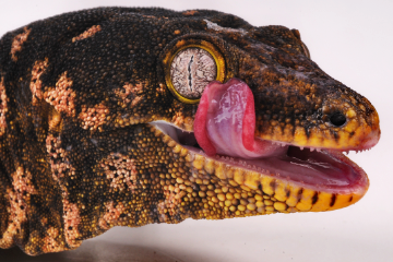 Gecko