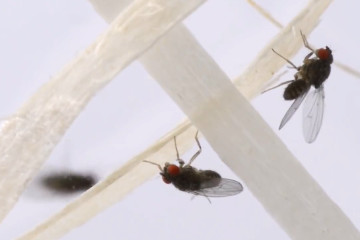 Futtertierzucht: Obstfliegen