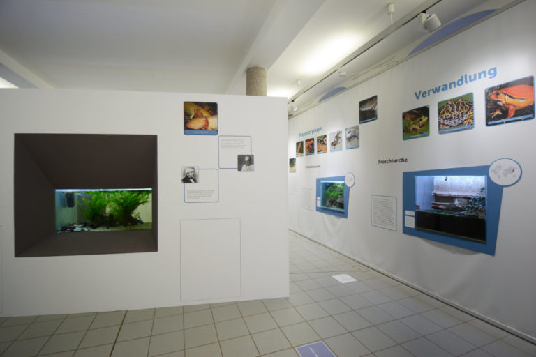 Eröffnung der Amphibienausstellung im Museum der Westlausitz Kamenz