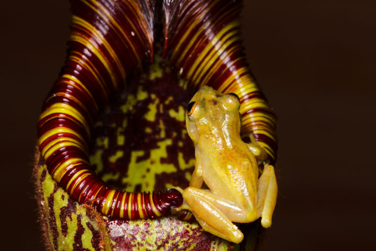 Zoologische Forschungen auf Borneo