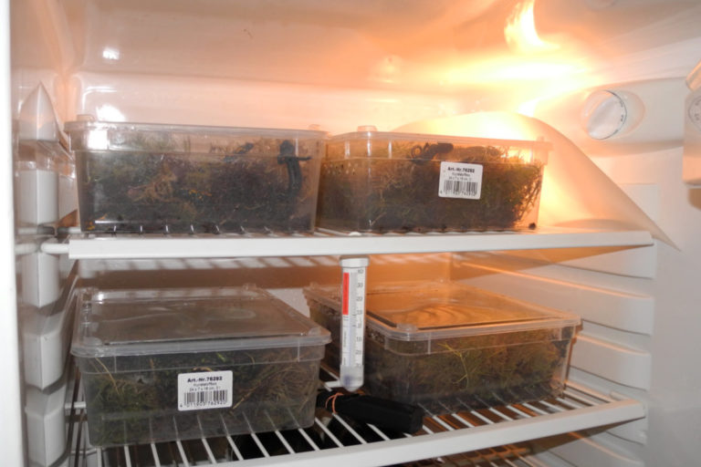 Temperaturoptimierung bei der Überwinterung von Terrarientieren im Kühlschrank