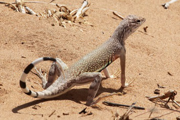 Exkursionen auf der Baja California (Mexiko)