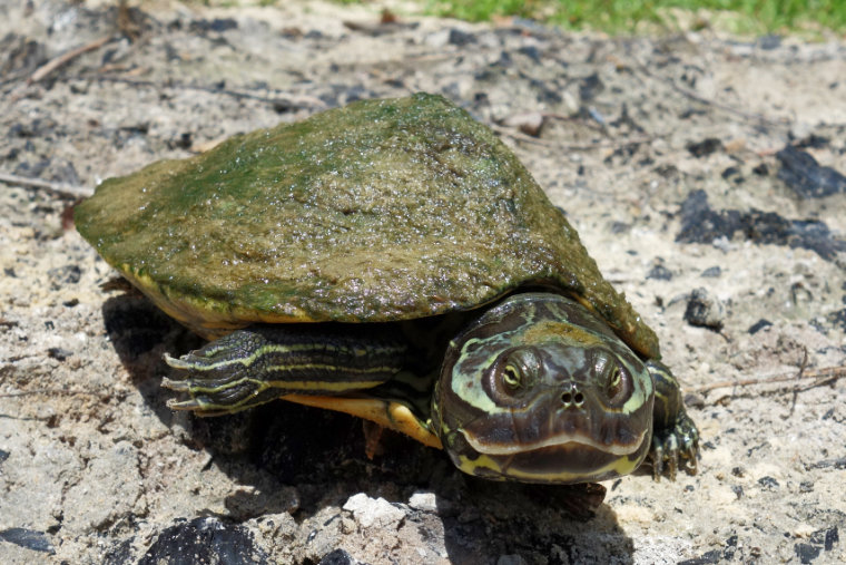 Barbours-Höckerschildkröte Graptemys barbouri 