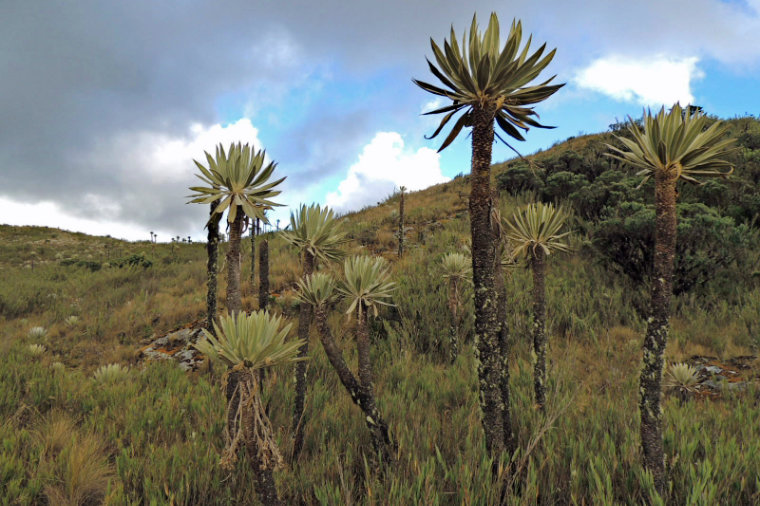 Chingaza Nationalpark