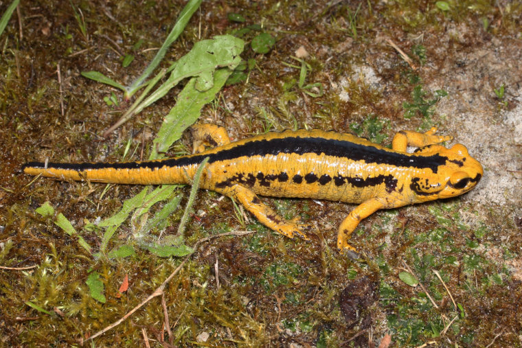 Feuersalamander