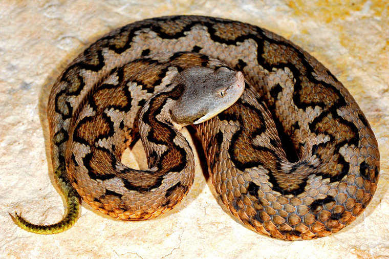 Südliche Stülpnasenotter Vipera latastei gaditana