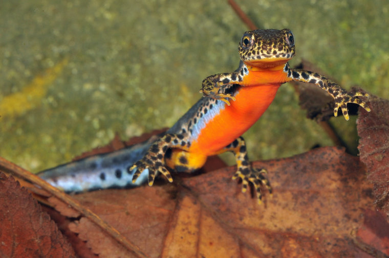 Der Bergmolch – Ein Juwel der heimischen Molchfauna