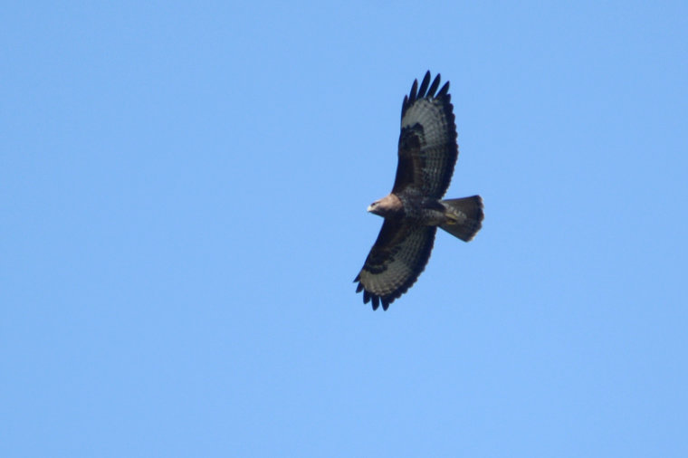 Mäusebussard