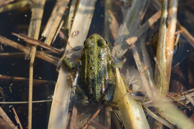 Wasserfrosch