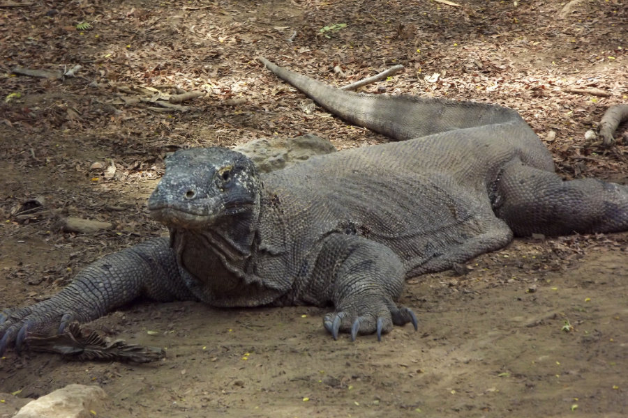 Komodowaran (Varanus komodoensis)