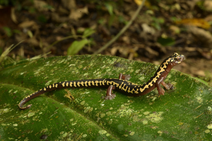 O'Donnells Salamander (Bolitoglossa odonnelli)