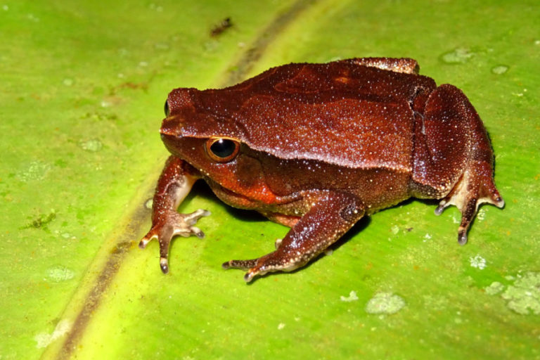 Herpetologische Beobachtungen in Südostasien – die Philippinen