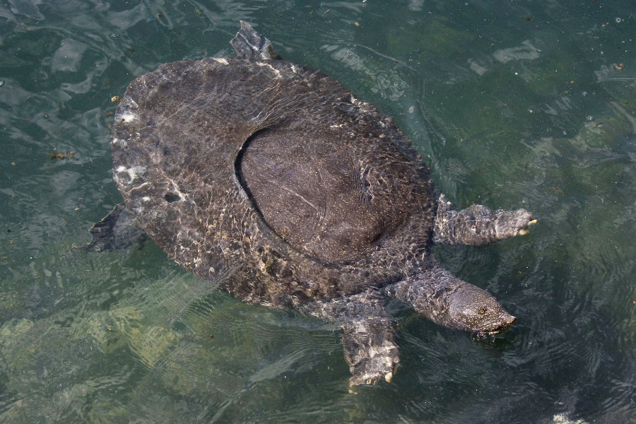 Nil-Weichschildkröte (Trionyx triunguis)