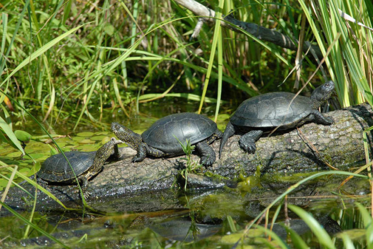 Themenabend Feldherpetologie:  „Der Waschbär – ein Problem für den Naturschutz?“