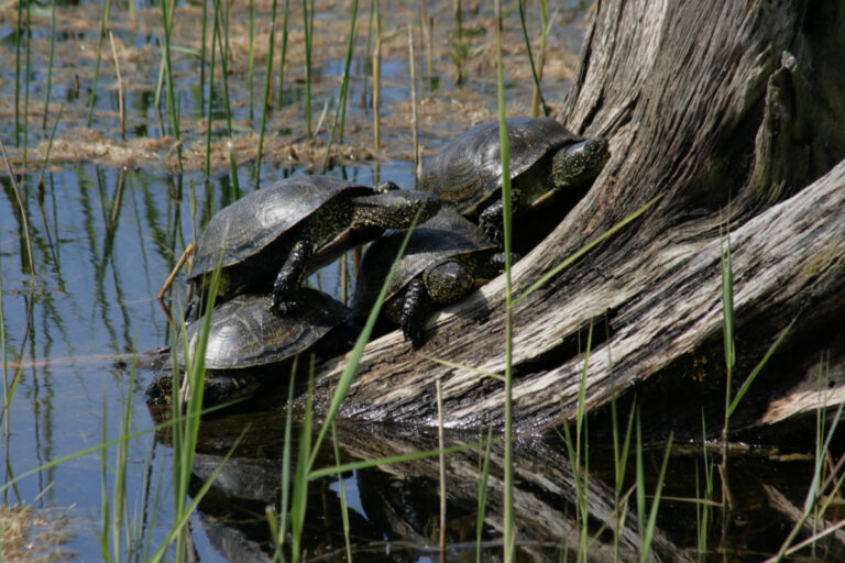 Jahresexkursion 2020: Sumpfschildkröten in Brandenburg