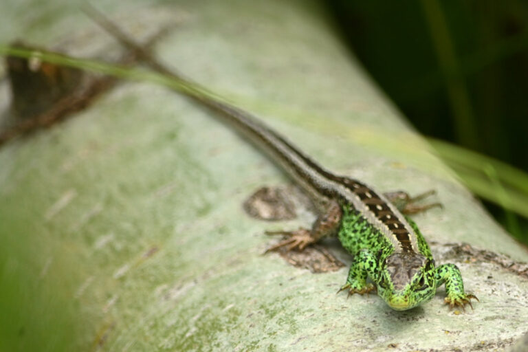 Herpetologischer Sommerabend im Biergarten