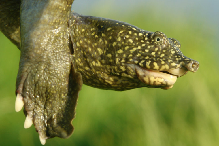 Schildkröten in Kurdistan