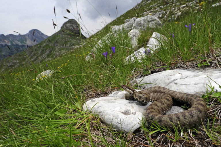 Amphibien und Reptilien von Kroatien und Montenegro