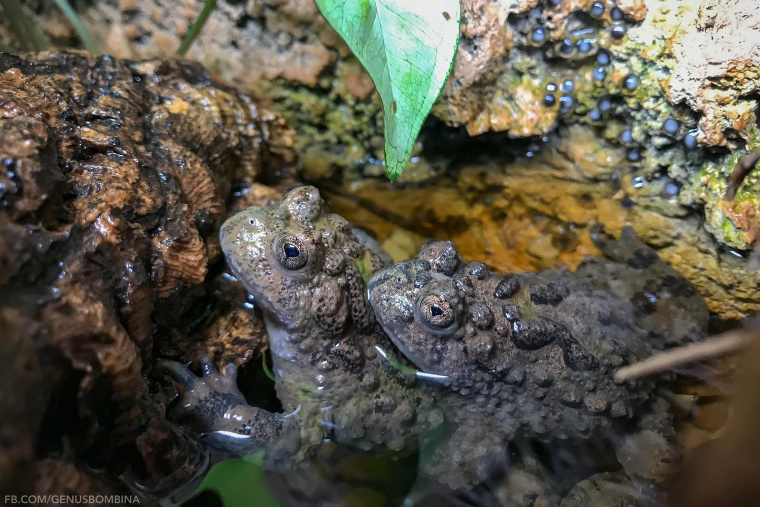 Vietnamesische Warzenunke (bombina microdeladigitora), Paar