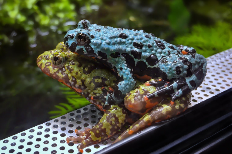 Die Gattung Bombina – Froschlurche mit zwei Seiten