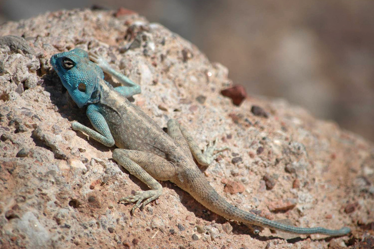 Herpetologische Exkursionen in Israel