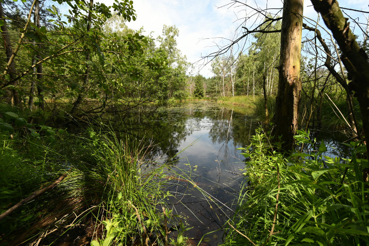 Vorkommen und Schutz von Amphibien und Reptilien im SW-Teil der Radeburg-Laußnitzer Heide