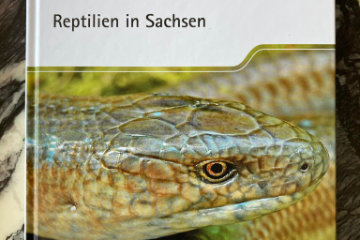 Sächsischer Reptilienatlas veröffentlicht