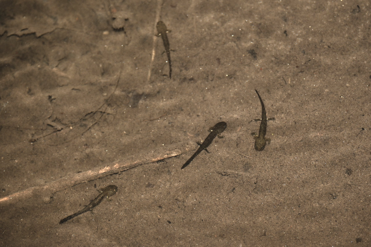 Feuersalamander Larven im Bach