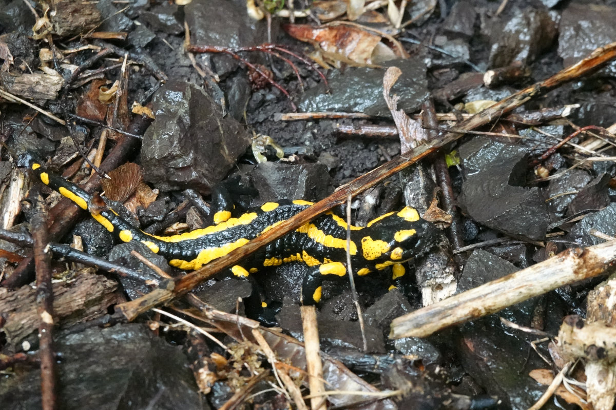 Feuersalamander