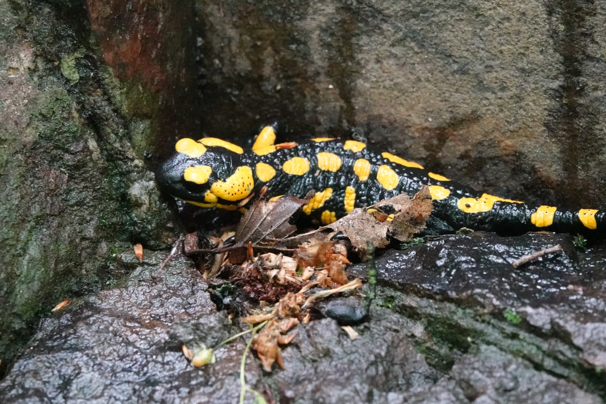 Feuersalamander