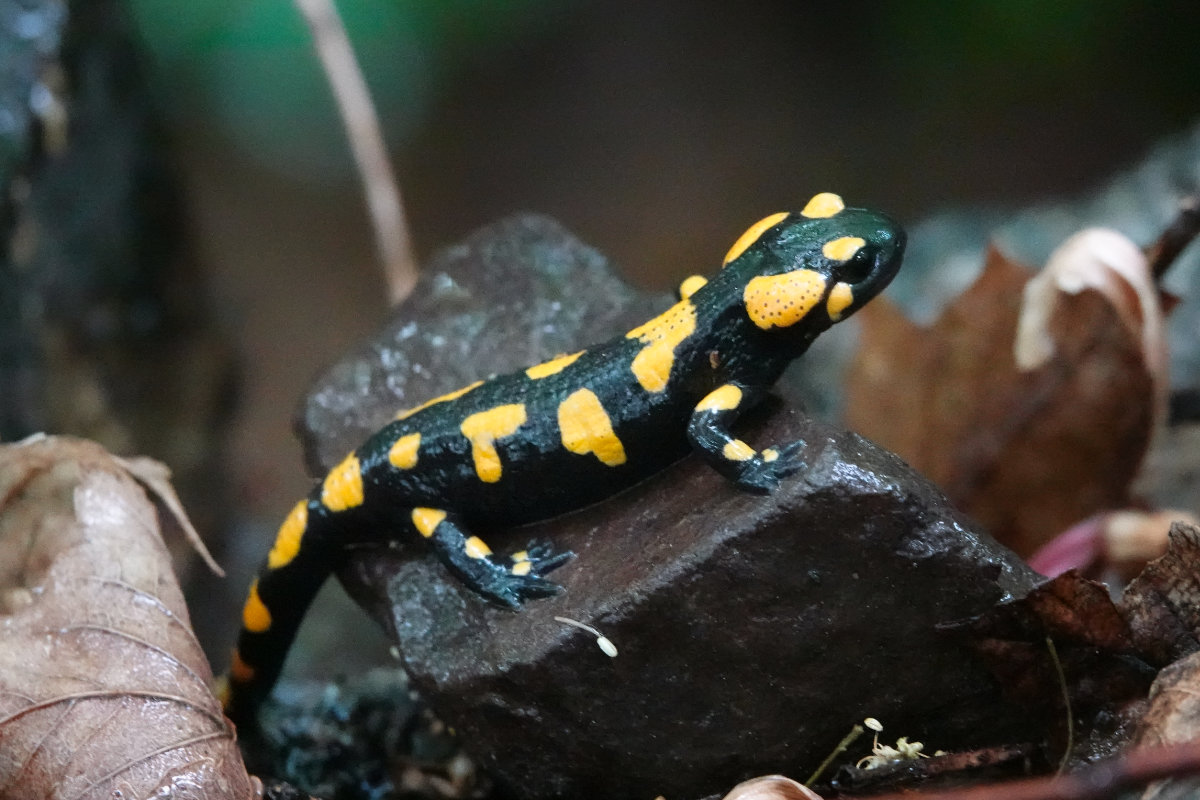 Feuersalamander