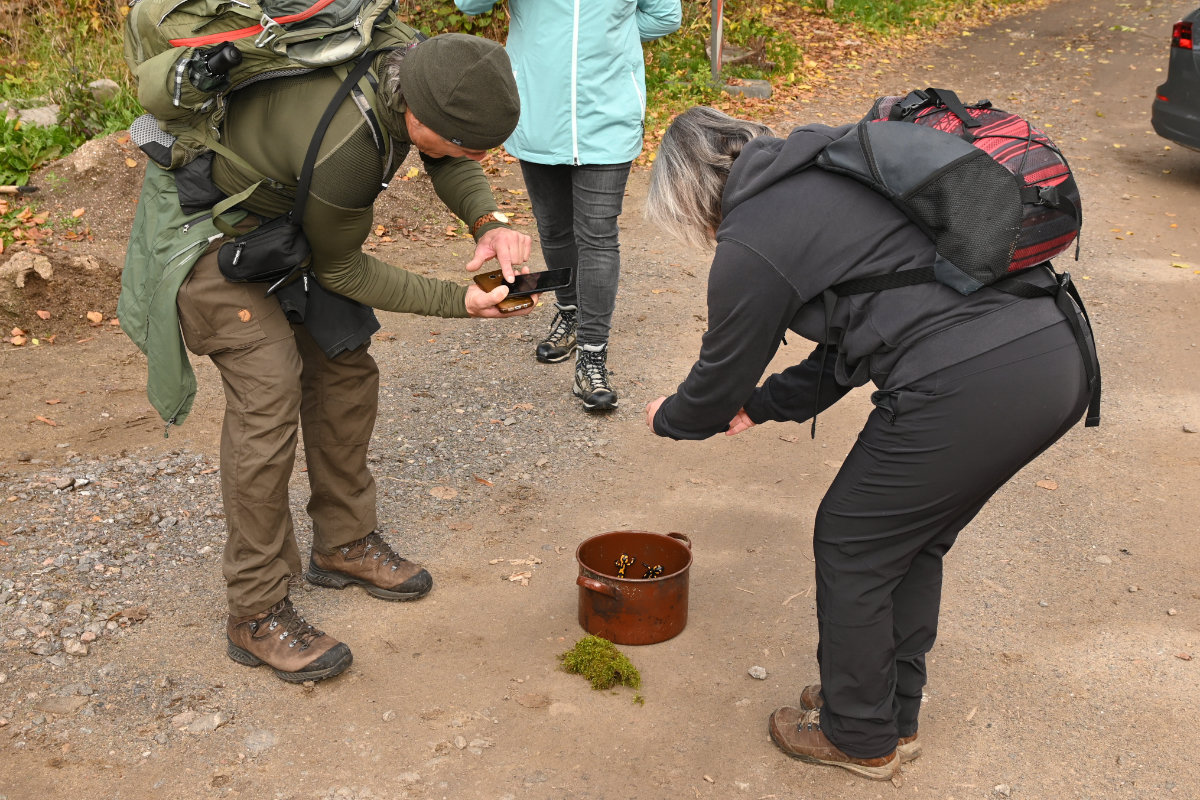 Feuersalamander fotografieren