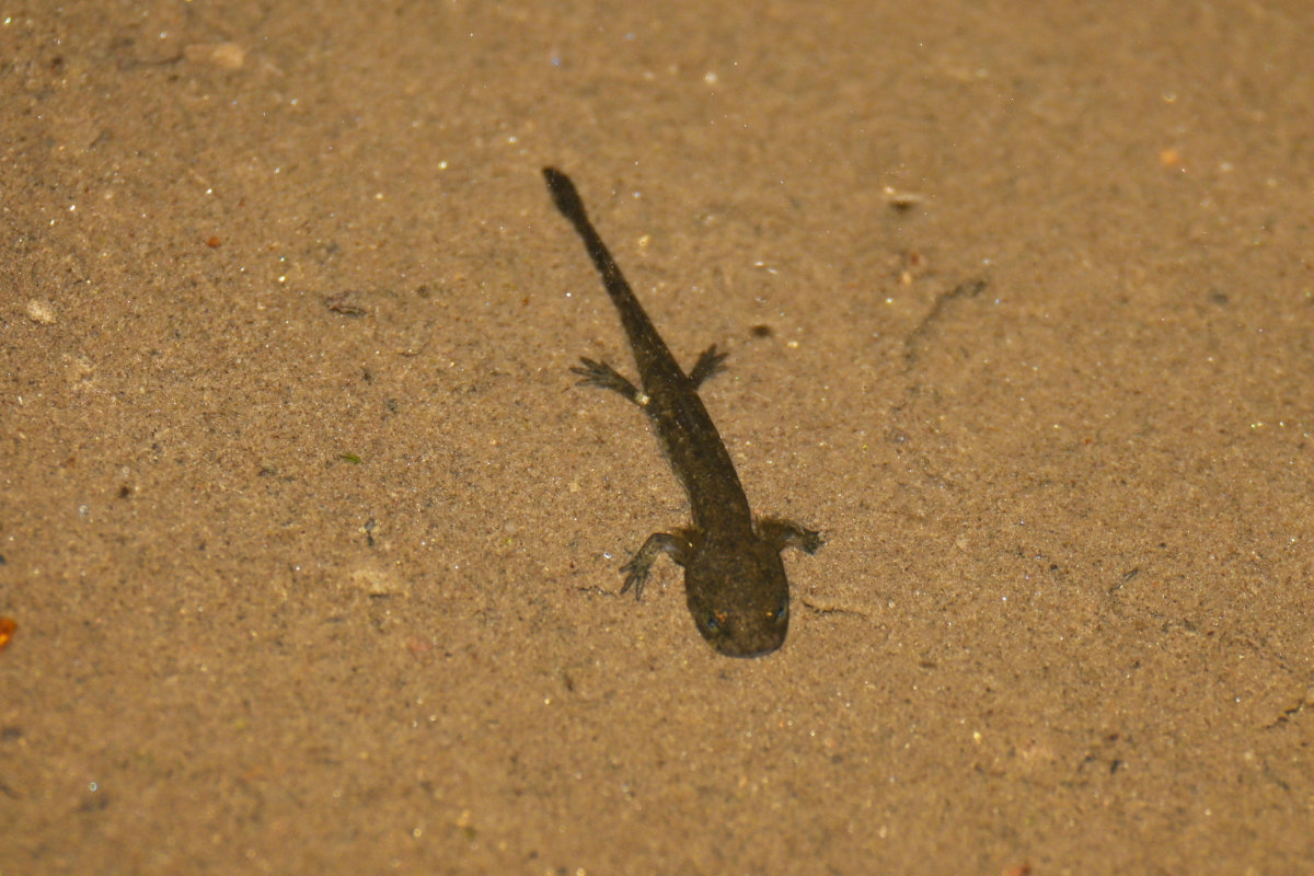 Feuersalamander Larve