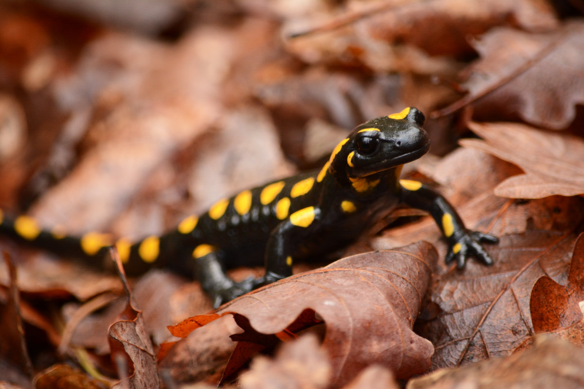 Feuersalamander