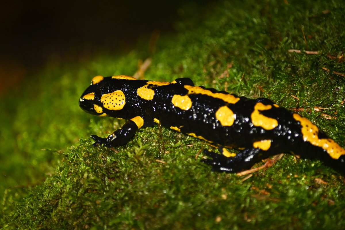 Feuersalamander