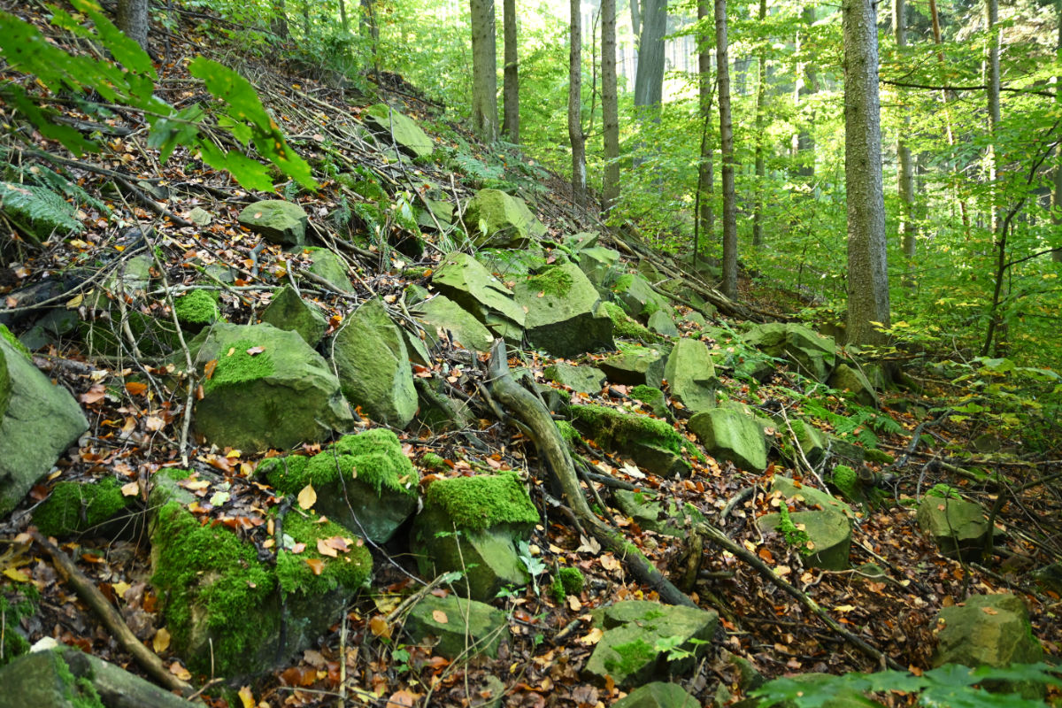 Feuersalamander Biotop